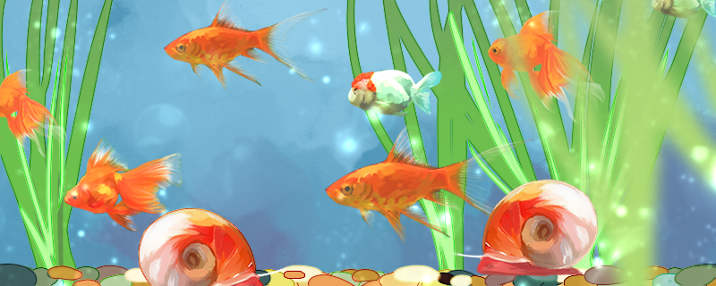 苹果螺可以和鱼一起养吗可以和金鱼混养吗(苹果螺可以和鱼一起养吗可以和金鱼混养吗视频)