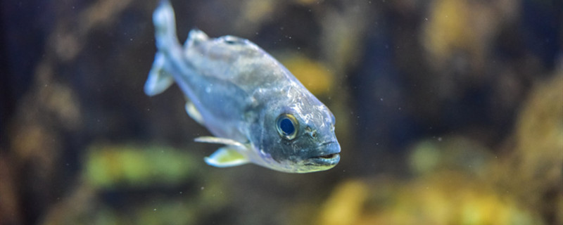 水霉病怎么治最快如何治愈水霉病(水霉病的最好治疗方法)