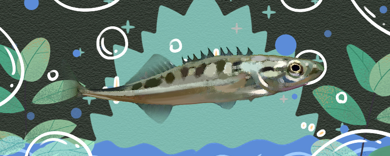 中华九刺鱼好养吗怎么养(中华九针)