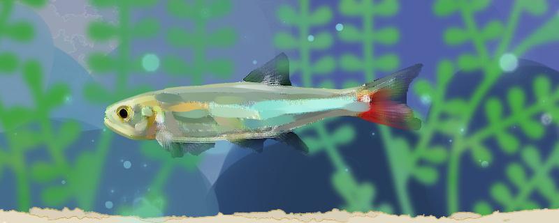 焰尾灯鱼好养吗怎么养(尾焰颜色)