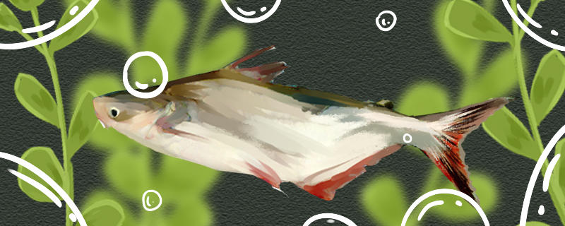 巴沙鱼是鳕鱼吗和鳕鱼有什么区别(巴沙鱼和鳕鱼是一种鱼吗)