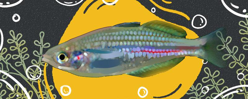 帕普虹银汉鱼好养吗怎么养(银鲳鱼怎么做好吃)