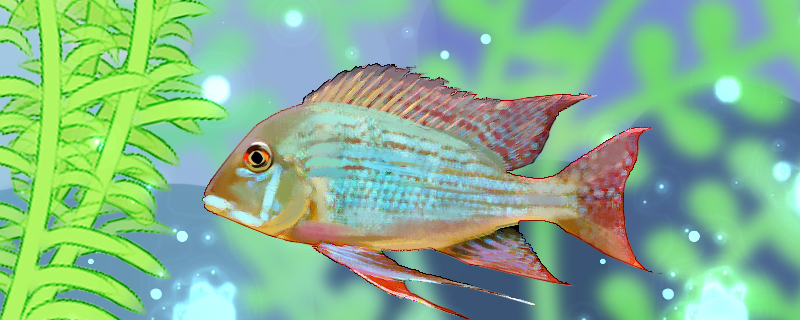 红珍珠关刀鱼好养吗怎么养(红珍珠关刀鱼好养吗怎么养的)
