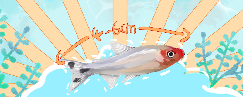 红鼻剪刀能长多大能活多久(红鼻剪刀生病表现)