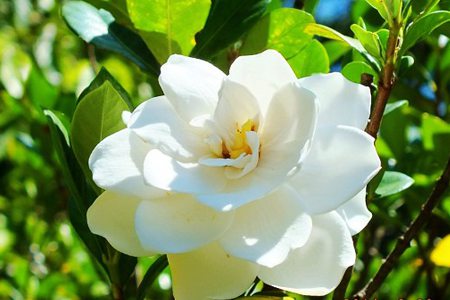 栀子花有哪些品种图片