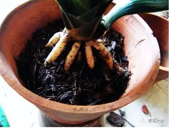 根部烂的花怎么治疗