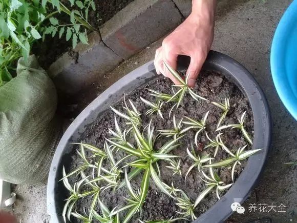 绿萝吊兰怎么养