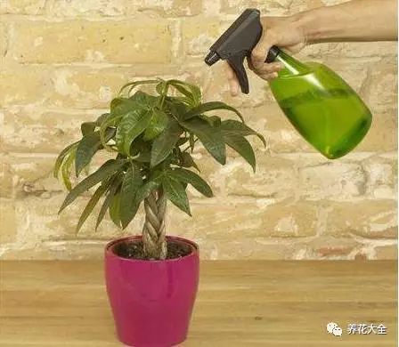 根部烂的花怎么治疗