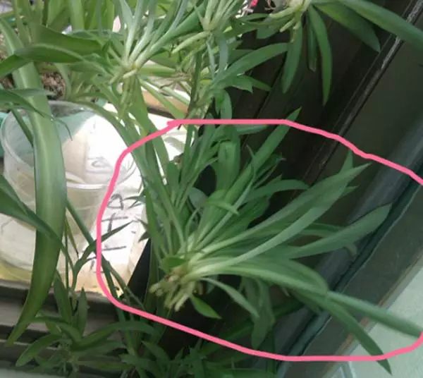 绿萝吊兰怎么养