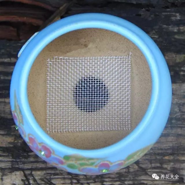 根部烂的花怎么治疗