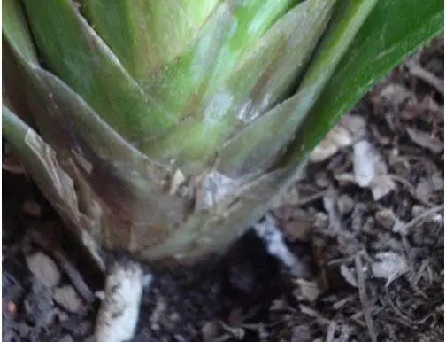 根部烂的花怎么治疗