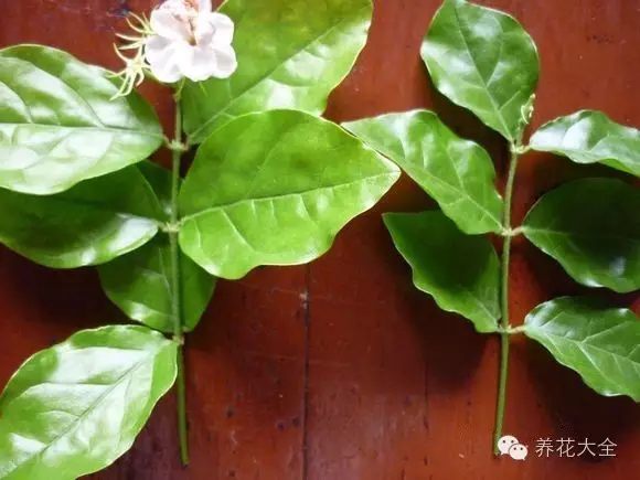 绿萝吊兰怎么养