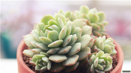 花卉植物过冬方法大全！(花卉怎样过冬天?)