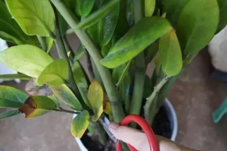 金钱树黄叶怎么回事应该怎么处理