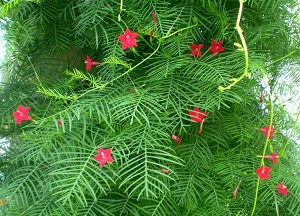 茑萝用多深盆还是浅盆