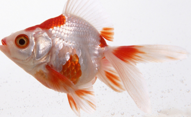 小鱼为什么睁着眼睛睡觉