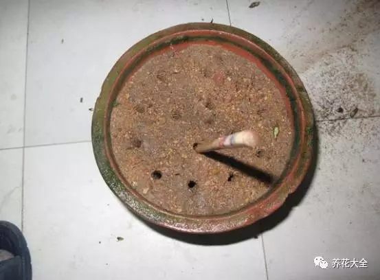 绿萝吊兰怎么养