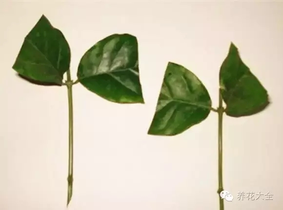 绿萝吊兰怎么养