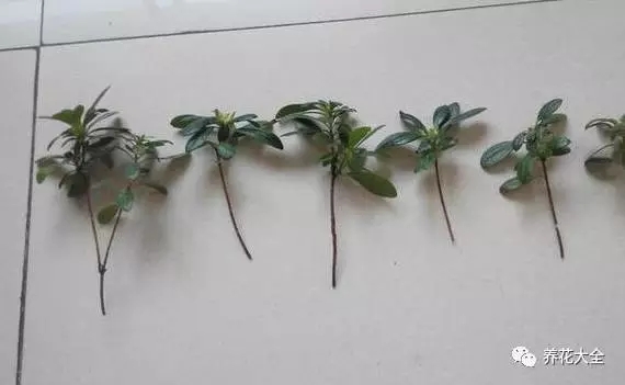 绿萝吊兰怎么养