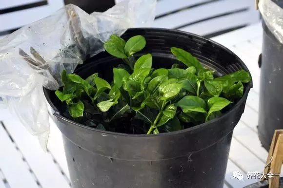 绿萝吊兰怎么养