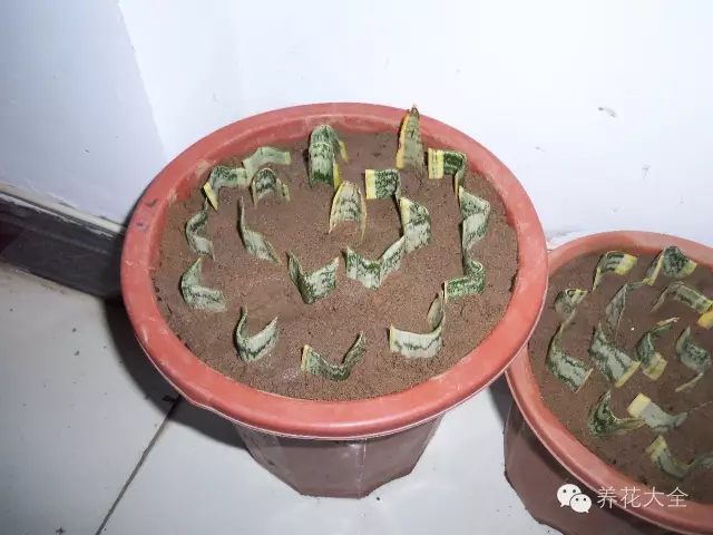 绿萝吊兰怎么养