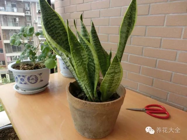 绿萝吊兰怎么养