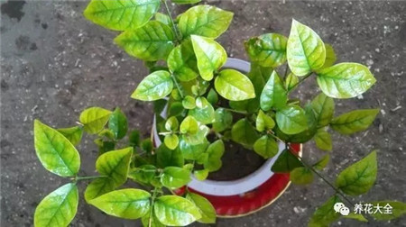 茉莉栀子叶尖干枯怎么办