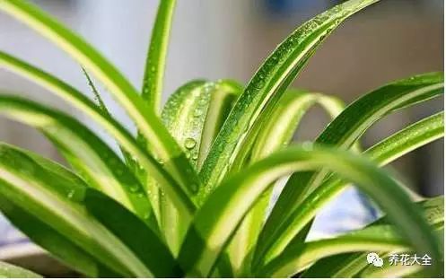 根部烂的花怎么治疗