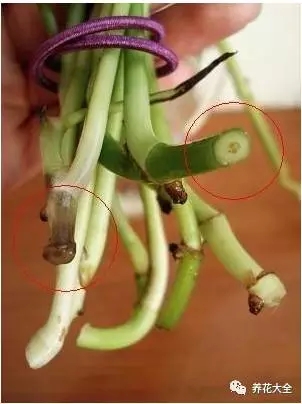 根部烂的花怎么治疗