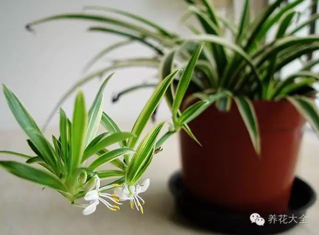 绿萝吊兰怎么养