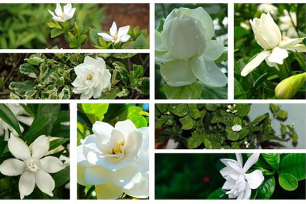 栀子花有哪些品种(栀子花有哪些品种图片)