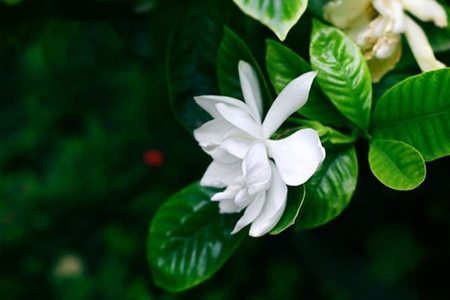 栀子花有哪些品种图片