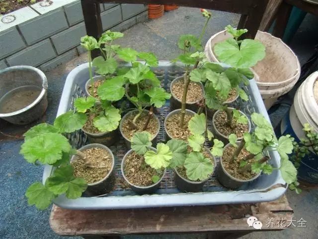 绿萝吊兰怎么养