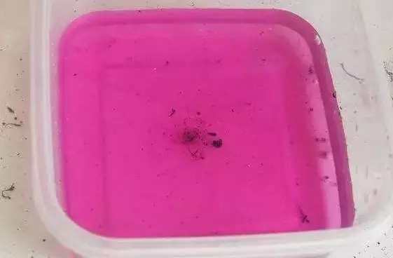 根部烂的花怎么治疗