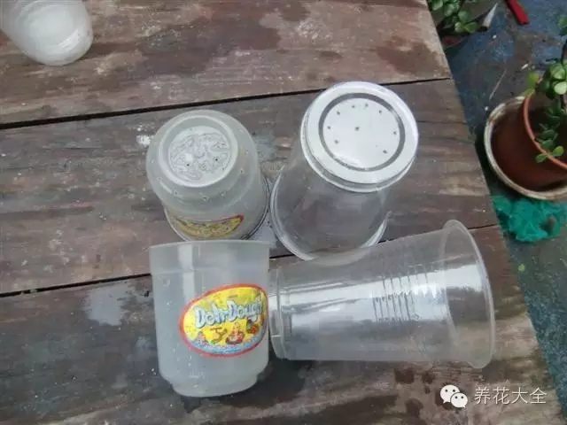 绿萝吊兰怎么养