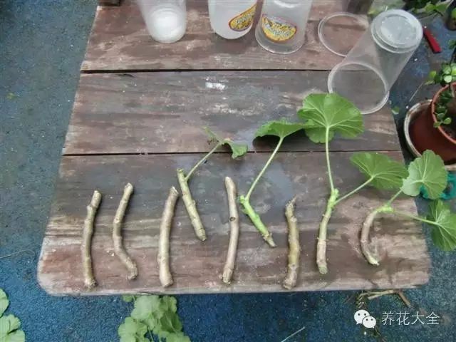 绿萝吊兰怎么养