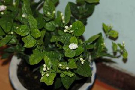 栀子花有哪些品种图片