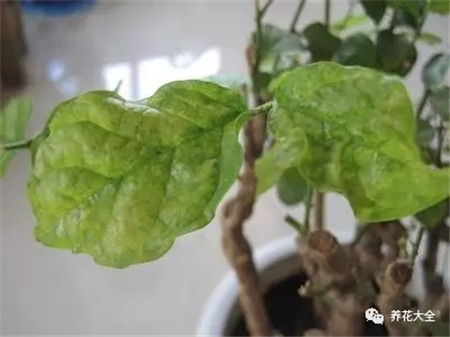 茉莉栀子叶尖干枯怎么办