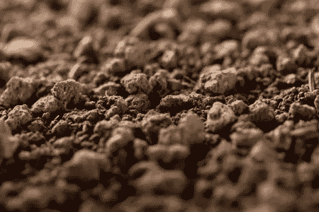 茅莓的养殖方法和注意事项有哪些