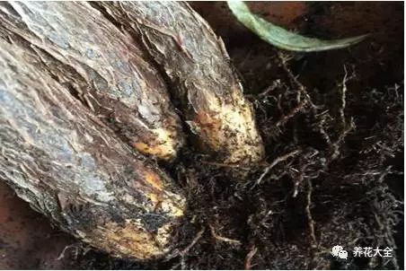 根部烂的花怎么治疗