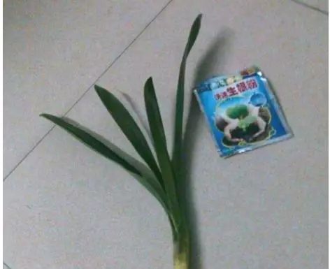 根部烂的花怎么治疗