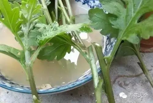 绿萝吊兰怎么养