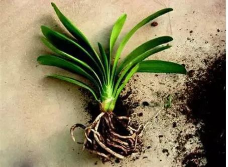 根部烂的花怎么治疗