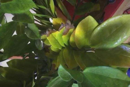 金钱树黄叶怎么回事应该怎么处理