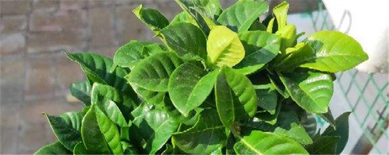 水中可以加什么用来浇栀子花浇水需要浇透吗(给栀子花浇水用什么水)