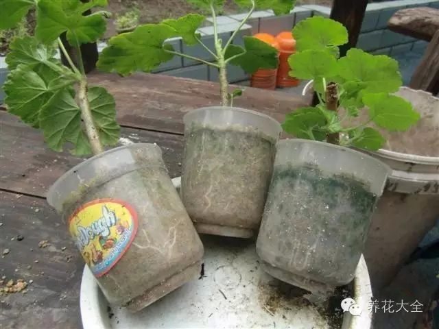 绿萝吊兰怎么养