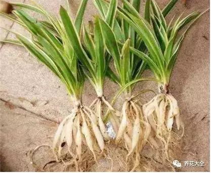 根部烂的花怎么治疗