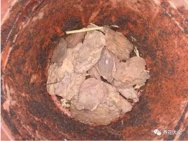 根部烂的花怎么治疗