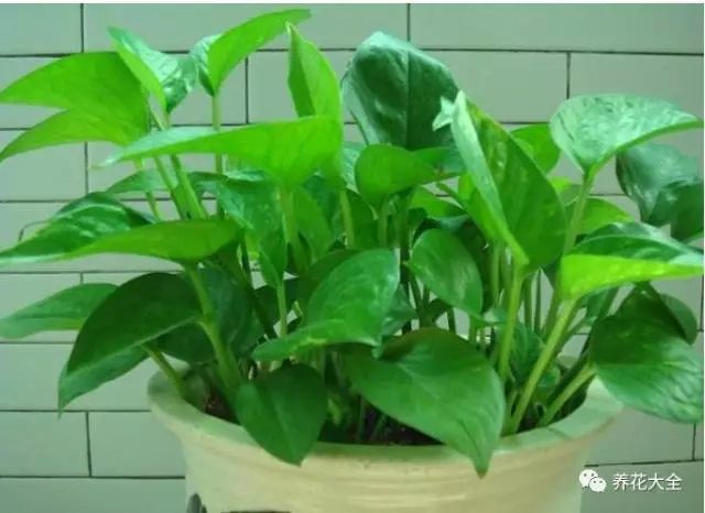 根部烂的花怎么治疗