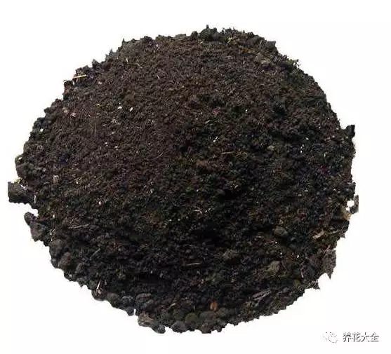 根部烂的花怎么治疗